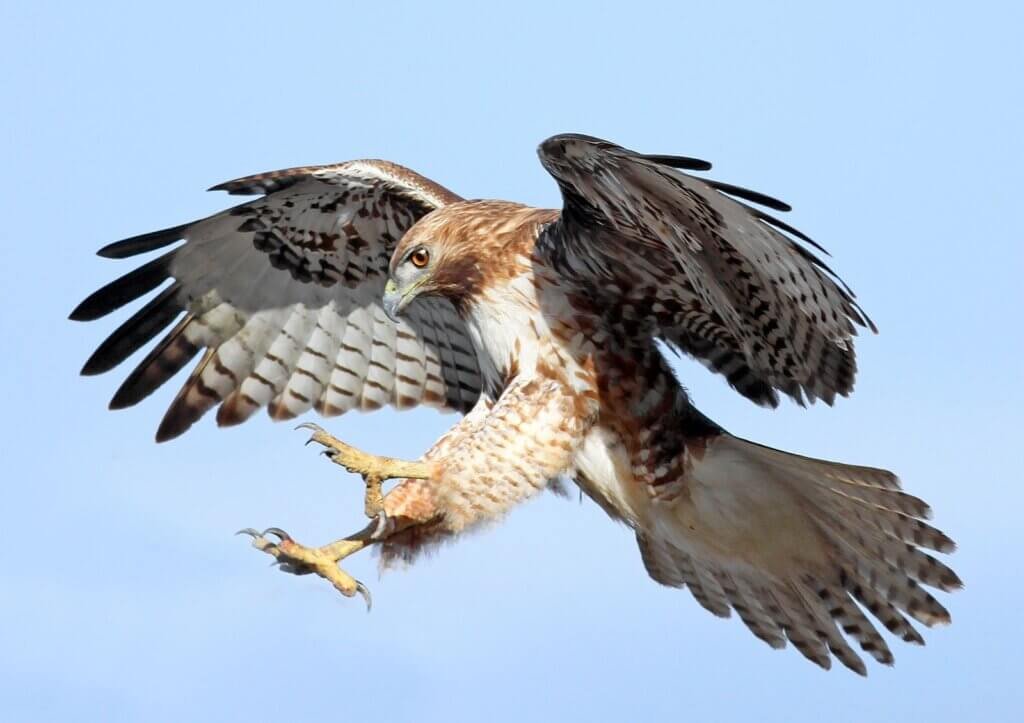 Eagle or hawk - totem for abasinga